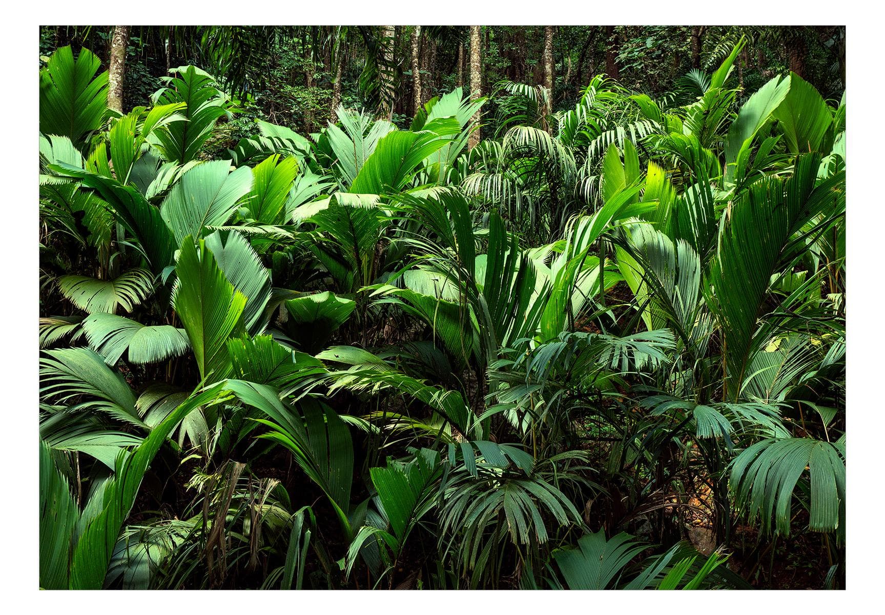 Fototapet - Freshness of the Jungle - 147 x 105 cm - Selvklæbende view 2