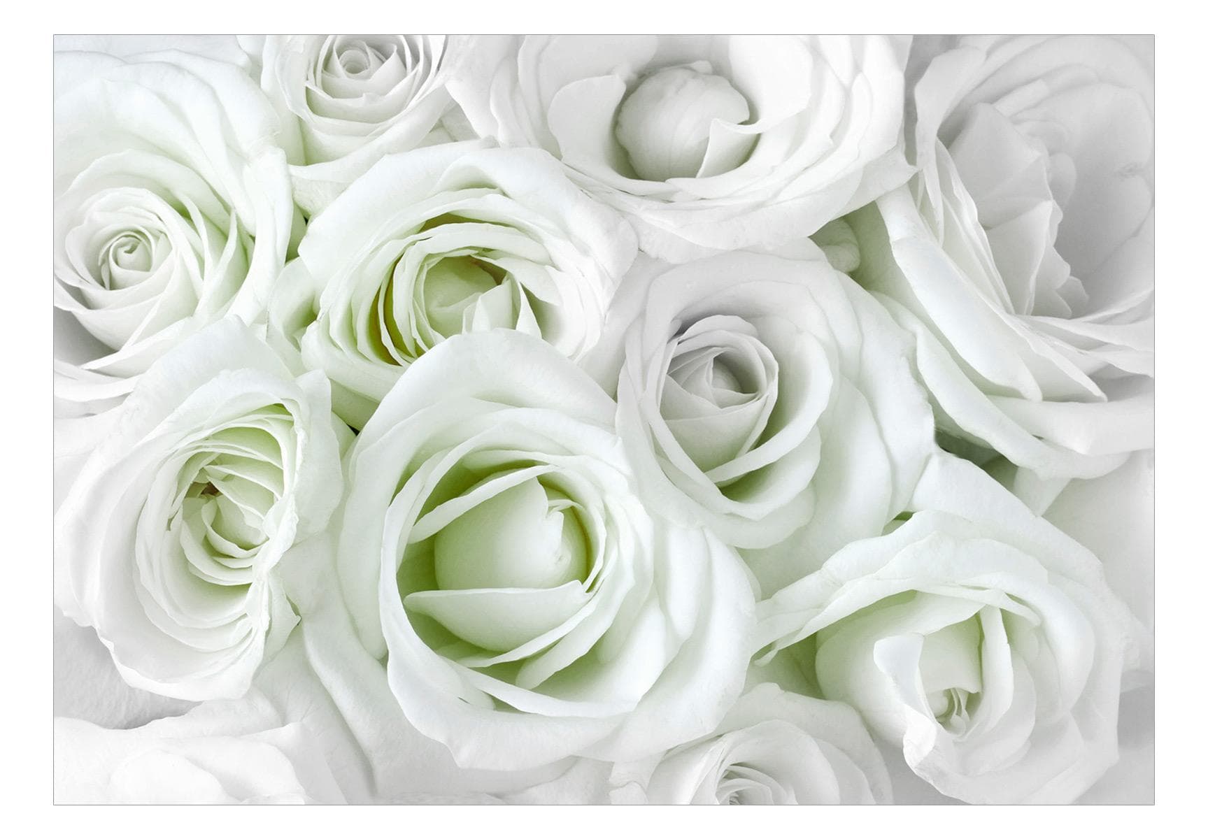 Fototapet - Satin Rose (Green) - 441 x 315 cm - Selvklæbende view 2