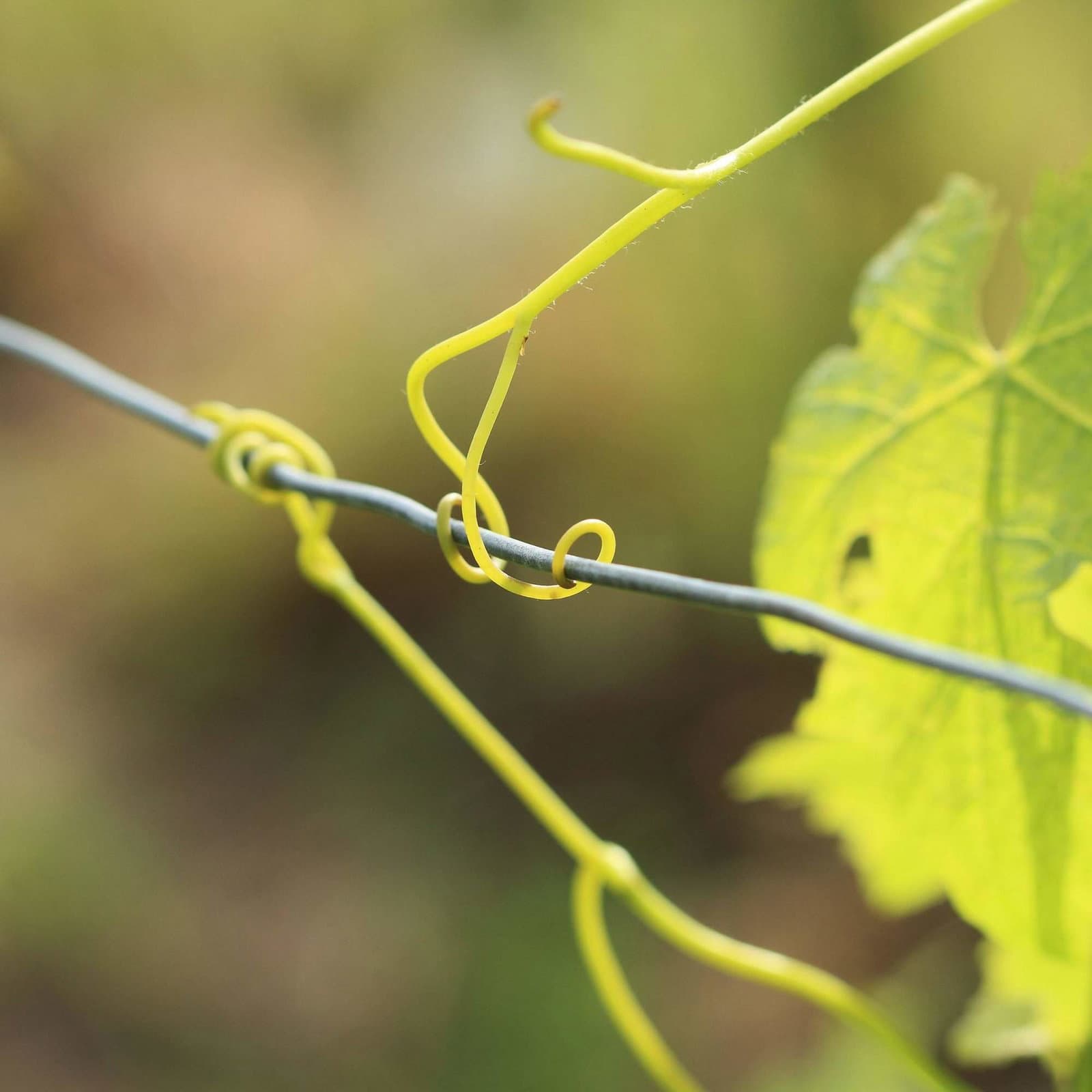 Bind kabel 1 mm i et sæt af 2 view 2