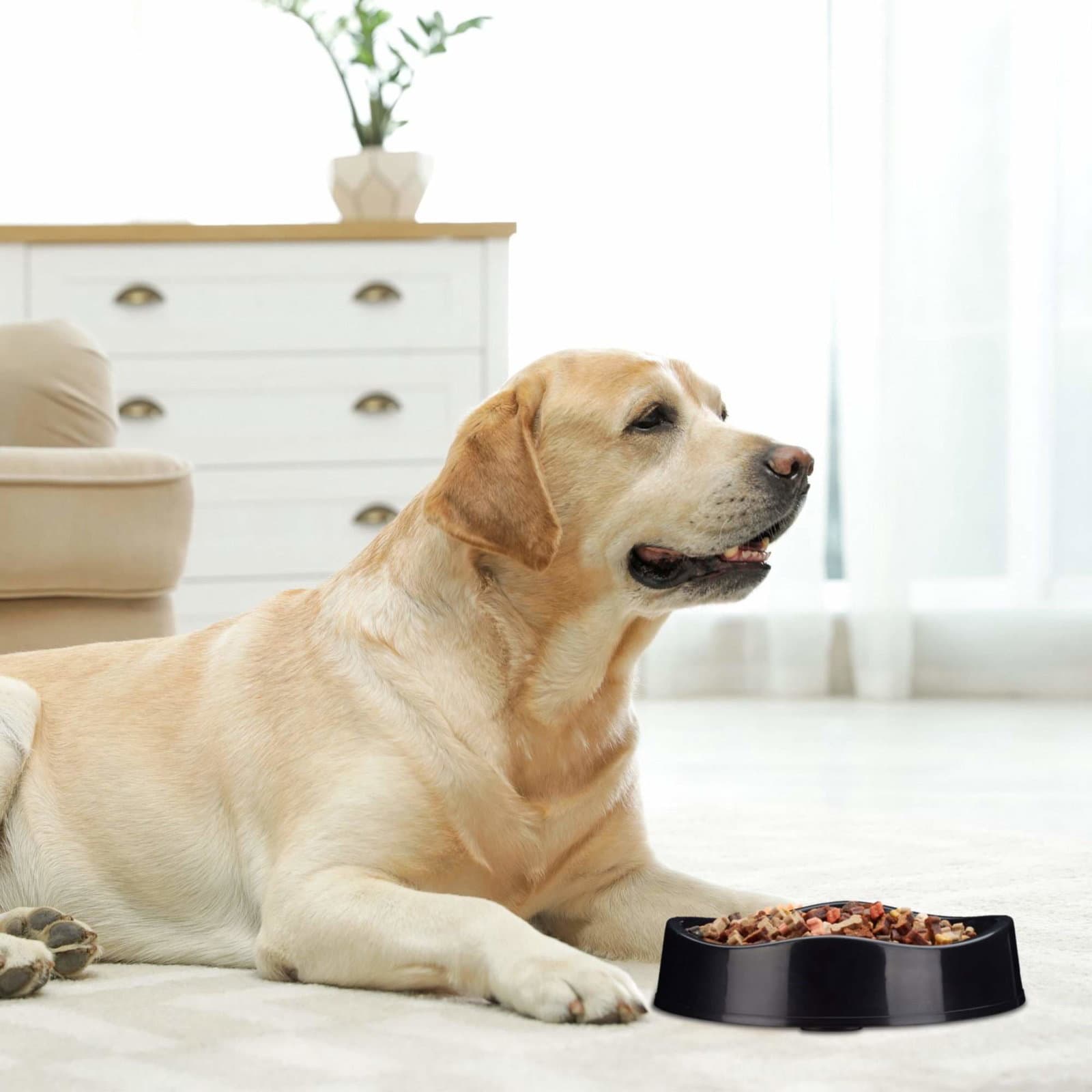 Anti Sling Bowl Hund view 2