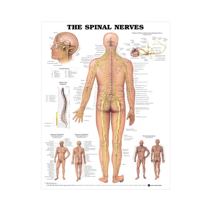 Andet Spinalnerver lamineret anatomisk plakat 51x66 cm