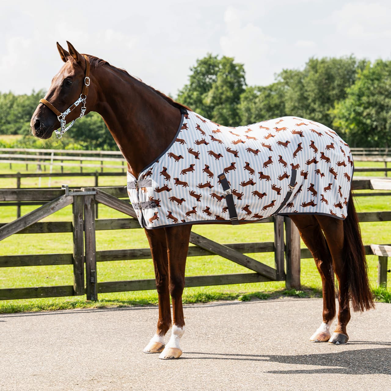 QHP Stable Buddy fleecedækken med gravhunde - 65 cm