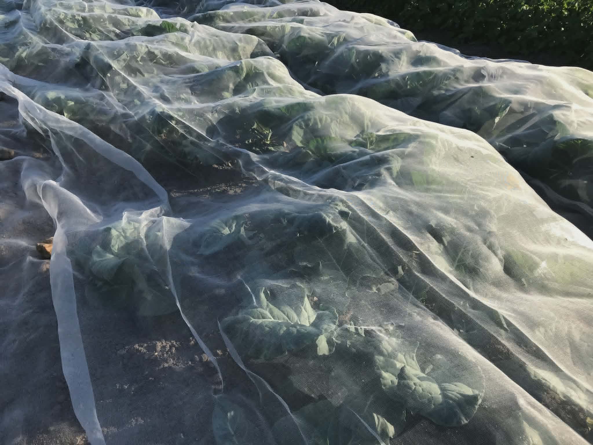 Insektnet (bioplast PLA) - 2,1x5m