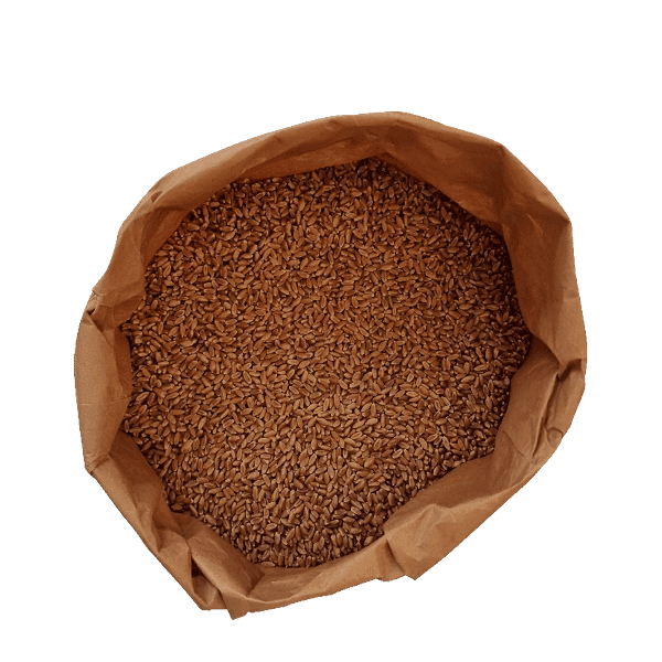 Canadisk Manitobahvede, økologiske hele kerner, 5 kg