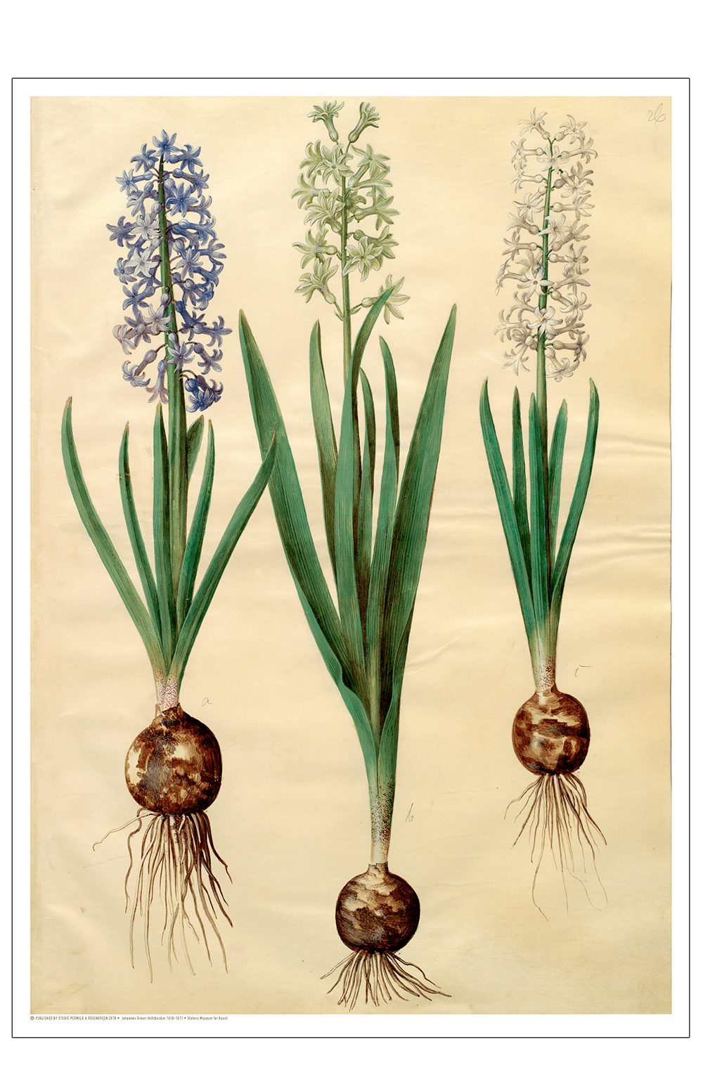 Holtzbecker, Blomstermotiv 3 50 x 70 cm.