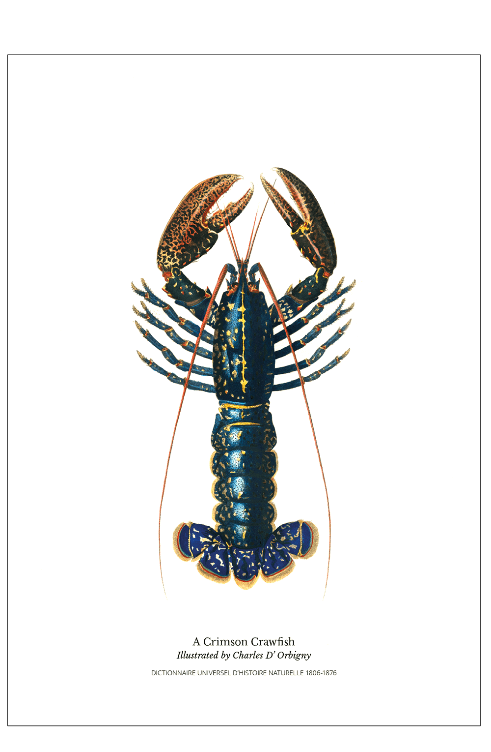 Køkkenplakat med hummer 50 x 70 cm.