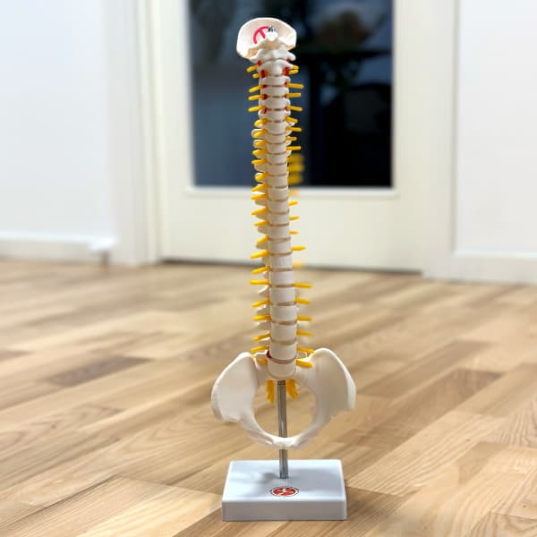 Rygsøjle med bækken 43 cm.