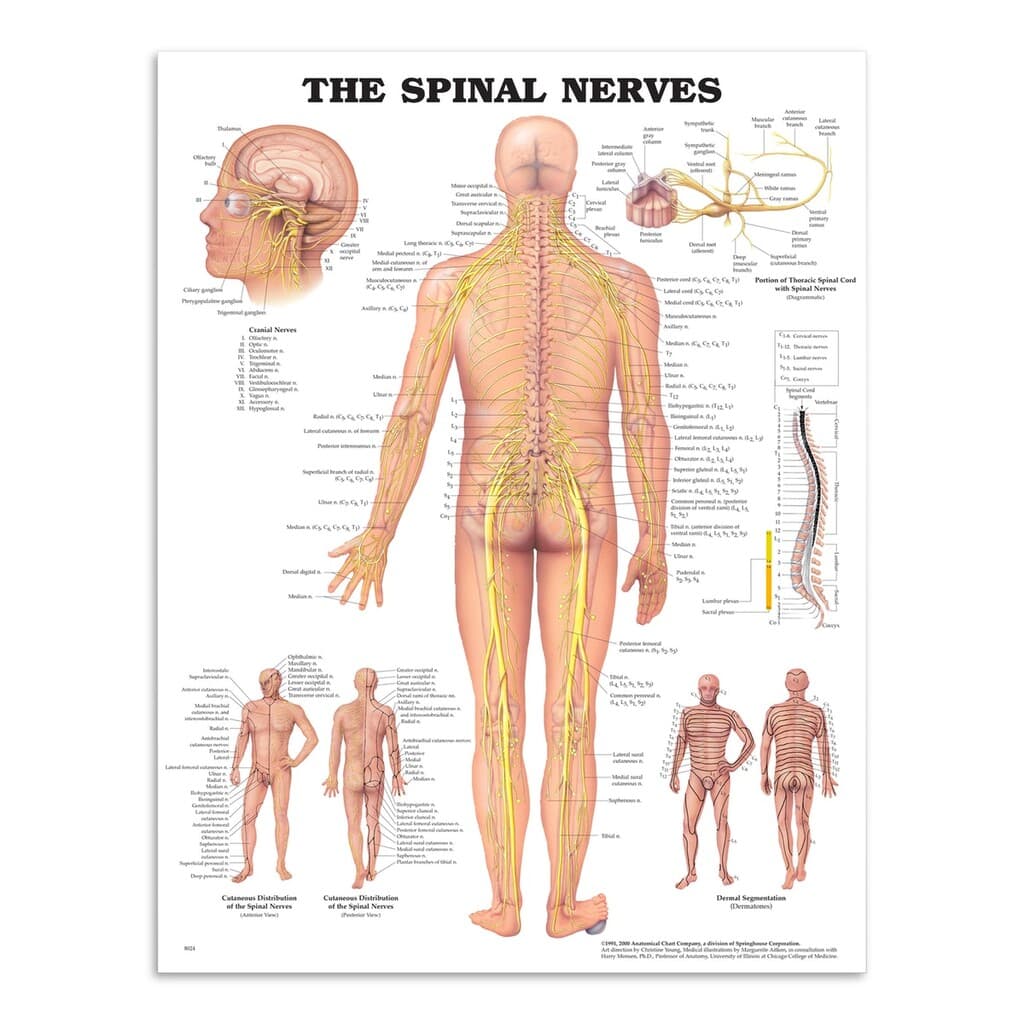 Anatomi plakat - Spinal nerver