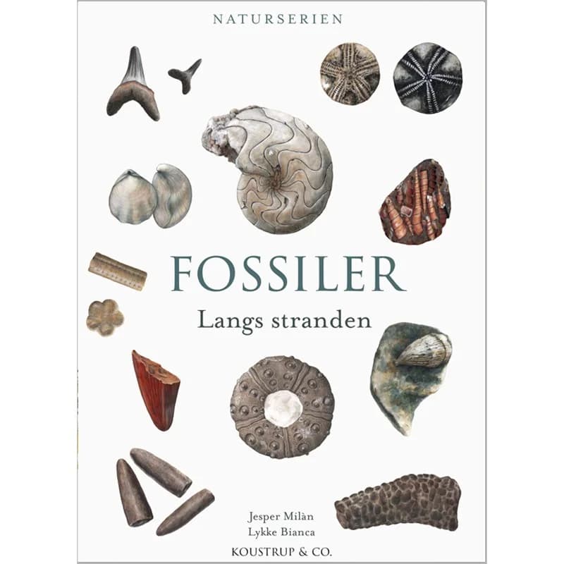 FOSSILER - Langs stranden - Jesper Milan - Indbundet Bog - KOUSTRUP & CO - 2024 - Dansk - Booktok.dk